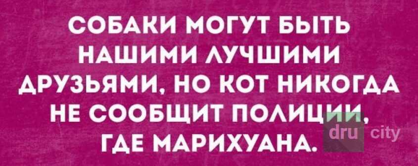 В Дружковке раскрыли нелегальный центр по выращиванию и производству конопли