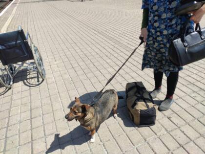 Сьогодні до Рівненської області вирушив черговий евакуаційний поїзд