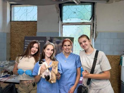У Дружківці стерилізували 100 безпритульних тварин